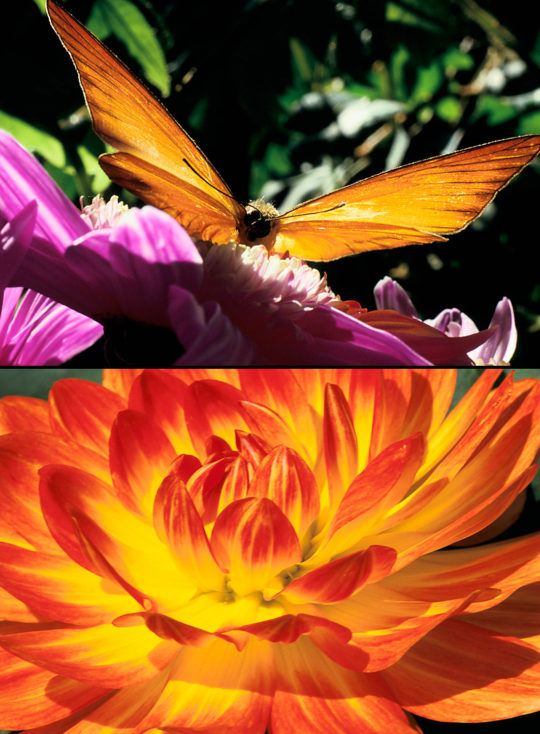 Couleur incandescente (Haut : Bonnelles – Yvelines – 1986 / Bas : Jardin des Tuileries – Paris - 1999)