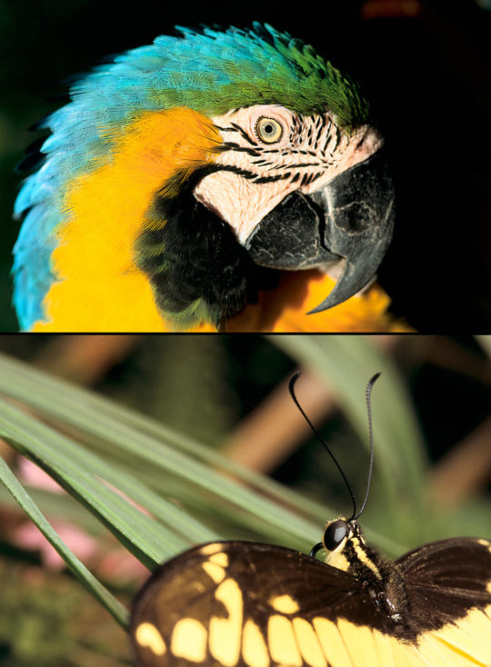 Le machaon de coco (Haut : Miami – 1993 / Bas : Vilamoura – Algarve – Portugal - 1999)
