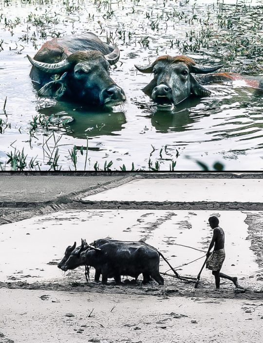 Destinées (Haut : Ratnapura - Sri Lanka - 1981 / Tangalla - Sri Lanka - 1981)